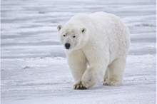 Polar_Bear_ANWR_3