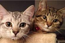 News-P-421678-636831544680175405