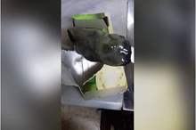 49178032_685402348520305_1213151029294530560_n