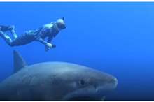 5c501fbd95a597db438b45b1