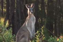 5c0e8c0295a59782208b45ee