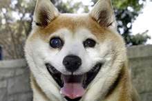 post-342774-208784_0