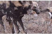 5c1b51ead43750ae158b4608