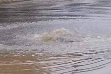 48404485_2049577355128251_2497367888843767808_n