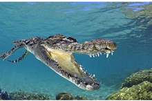 5c06345295a597103f8b45cc