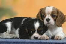 5c5d685695a597da628b4587