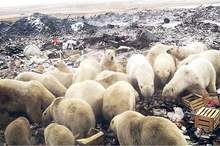 News-P-426666-636854115348642215