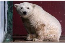 5c61829f95a597f84b8b45d4