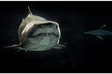 5c62f37595a5973b4b8b45bc