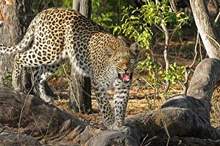 5c6bd0a6d437504c438b4615