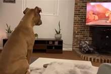 News-P-429039-636864403041926858