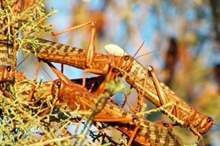 2201923163850915772614