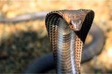 News-P-429733-636867853768668551