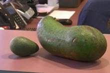 avocados-guinness-122019