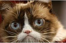 بعد-3-أعوام..-سجن-صاحب-قطة-خدشت-وجه-سيدة-1300x600