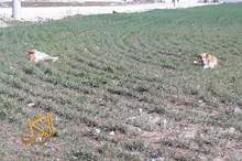 Image1_220195112410544532787