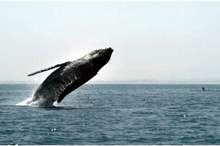 Doc-P-554045-636851400773143423