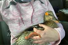 42c353b0-4255-4e30-ac40-8f2f40599c7c-smallScale_duck3