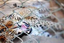 5c8788cdd43750c6288b45e6