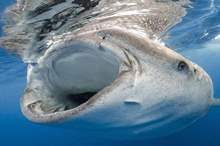 5c8b613195a597e65f8b4605