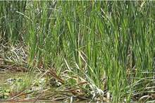 News-P-430940-636873051964841521