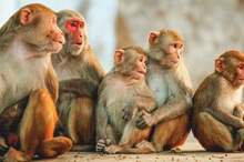 4876-monkeys-1296x728-header