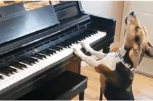 Doc-P-575695-636905085492464768