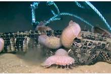 5cb0a62195a59719238b4571