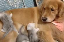 5cae0e6dd43750360b8b4597