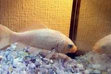 68d01af7-e921-4394-b20d-e472be507cfe_16x9_1200x676