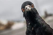 Doc-P-579154-636913595040148323