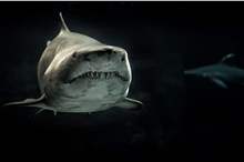 5cbef5c6d437508a178b4617