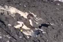 12721278-6960523-A_dog_walker_was_out_on_a_stroll_with_the_pooch_in_Oslo_Norway_w-m-10_1556224050322