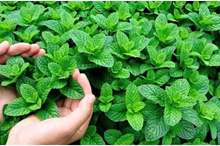 هذه-الأسباب-ستجعلك-تشرب-كوب-النعناع-يوميًا-في-رمضان-1300x600