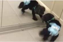 12825764-0-image-a-1_1556471231760