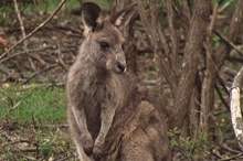 5ca3703dd43750ef3c8b4629