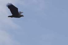 5ca62c96d437502c428b4613