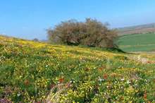 ربيع-فلسطين-png-5571186415824053