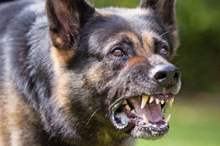 YYYY-1_917048_highres