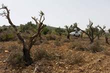 8Fj3m934QU29iymbfrcLIQ-thumbnail-720x720-70