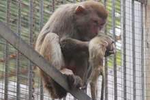 13237664-7005353-The_mother_tries_to_wake_her_baby_up_by_stroking_its_forehead_an-a-18_1557311345240