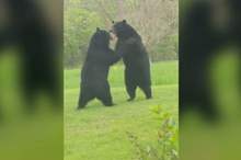 5292799_050919-wabc-bear-fight-nj-vid