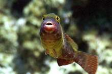 capture-png-8117576420725119