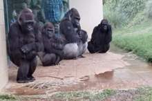 Gorillas-in-the-Rain-5819-625x352