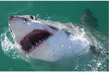 great-white-sharks-can-be-pinpointed-be-e-dna