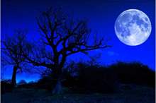 blue-moon-tree