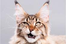 A-fluffy-cat-looking-funny-surprised-or-concerned