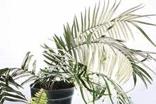 chinese-brake-fern-jpg-15986127886573577