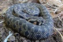 1280px-Vipera_palaestina