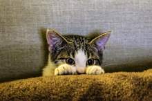 5ce260c4d4375028338b457f